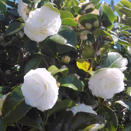 Luxury Camelia. Mountains, Golf, Horses, Levada Walks. Villa