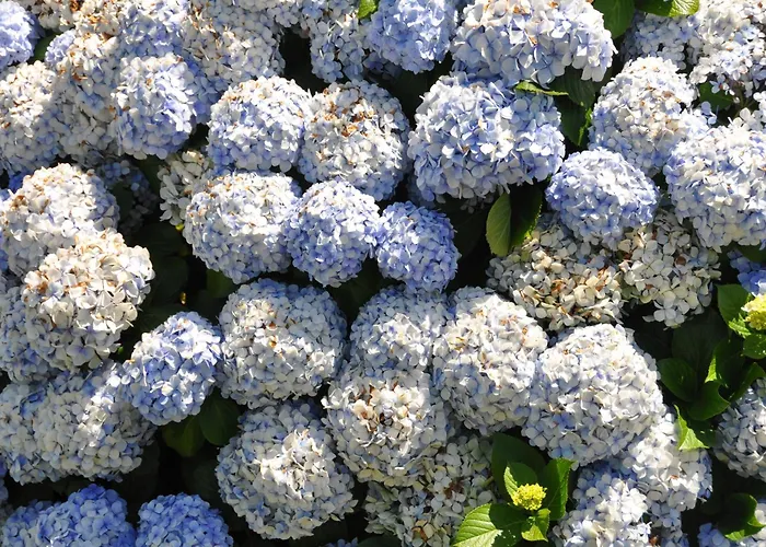 Luxury Camelia. Mountains, Golf, Horses, Levada Walks. Villa