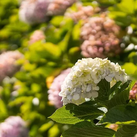 Luxury Camelia. Mountains, Golf, Horses, Levada Walks. Willa *