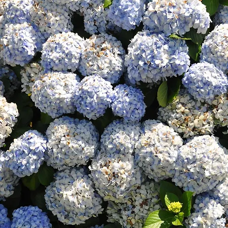 Luxury Camelia. Mountains, Golf, Horses, Levada Walks. ヴィラ